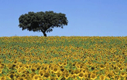 Alentejo